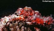 Afbeeldingsresultaten voor "daldorfia Horrida". Grootte: 175 x 100. Bron: www.underwaterkwaj.com