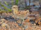 mida de Resultat d'imatges per a Eurasian Stone-curlew.: 135 x 100. Font: www.birdguides.com
