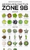 Image result for Cactus Soorten en Namen. Size: 60 x 100. Source: tobiasedwardplato.blogspot.com