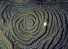 Image result for Agaricia grahamae Geslacht. Size: 137 x 100. Source: www.shutterstock.com