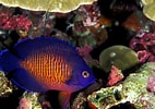 Image result for "mysidopsis Bispinosa". Size: 142 x 100. Source: fantaseaaquariums.com