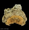 Afbeeldingsresultaten voor "cryptodromia Fallax". Grootte: 99 x 100. Bron: www.crustaceology.com