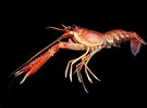 Image result for "metanephrops Formosanus". Size: 135 x 100. Source: www.researchgate.net