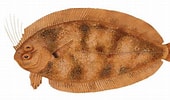 Image result for "arnoglossus Imperialis". Size: 170 x 100. Source: fishillust.com