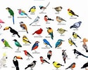 Tamaño de Resultado de imágenes de 10 especies de aves.: 125 x 100. Fuente: www.microscopio.pro