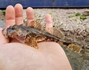 "myoxocephalus Scorpioides" に対する画像結果.サイズ: 127 x 100。ソース: www.roughfish.com