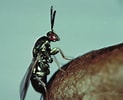 Image result for Amallothrix dentipes Geslacht. Size: 123 x 100. Source: www.researchgate.net