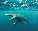 Image result for Biggest Ocean Animal. Size: 125 x 100. Source: a-z-animals.com