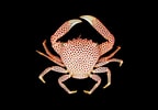 "trapezia Cheni" માટે ઇમેજ પરિણામ. માપ: 144 x 100. સ્ત્રોત: www.crabdatabase.info