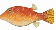Afbeeldingsresultaten voor "canthigaster Sanctaehelenae". Grootte: 187 x 100. Bron: fishillust.com