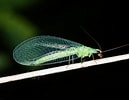 Afbeeldingsresultaten voor Green Lacewing Bug. Grootte: 129 x 100. Bron: www.cirrusimage.com