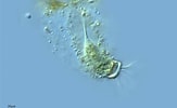 Image result for "tintinnidium Balechi". Size: 163 x 100. Source: www.flickriver.com