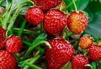 Image result for Strawberry Plants. Size: 146 x 100. Source: www.thespruce.com