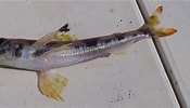 Image result for Aulopus filamentosus Rijk. Size: 175 x 100. Source: fishbiosystem.ru