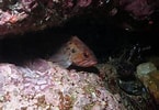 Image result for Sebastes auriculatus. Size: 145 x 100. Source: reeflifesurvey.com