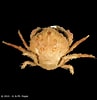 Afbeeldingsresultaten voor "lauridromia Dehaani". Grootte: 97 x 100. Bron: www.crustaceology.com