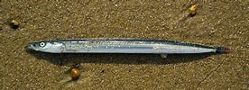 Image result for Lesser sand eel Habitat. Size: 276 x 100. Source: www.flickr.com