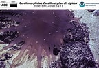 Image result for Corallimorphidae. Size: 144 x 100. Source: www.ncei.noaa.gov