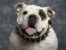 Image result for Engelsk Bulldog. Size: 131 x 100. Source: thebestamerica.blogspot.com