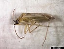 Afbeeldingsresultaten voor "euchaetomera Tenuis". Grootte: 131 x 100. Bron: www.insectimages.org