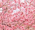 Bildergebnis für cerezos en flor Sakura. Größe: 116 x 100. Quelle: www.exploramundo.es