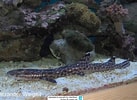 Image result for "atelomycterus Macleayi". Size: 137 x 100. Source: www.reeflex.net