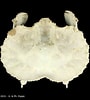 Image result for Aethra edentata Familie. Size: 90 x 100. Source: www.crustaceology.com
