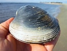 Image result for Clam Siphon. Size: 132 x 100. Source: natureontheedgenyc.blogspot.com