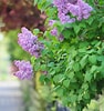 Image result for Beck's Lilac Bush. Size: 94 x 100. Source: www.thespruce.com