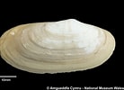 Image result for "lutraria Angustior". Size: 138 x 100. Source: naturalhistory.museumwales.ac.uk