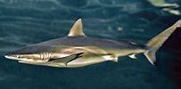 Afbeeldingsresultaten voor "carcharhinus Brachyurus". Grootte: 203 x 100. Bron: fishesofaustralia.net.au