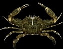 Image result for "charybdis Variegata". Size: 127 x 100. Source: japanesedecapods.web.fc2.com
