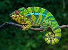 Résultat d’image pour caméléon couleur. Taille: 135 x 100. Source: www.earth.com