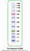 Western Blot Ladder 的图像结果.大小：60 x 100。 资料来源：viewsmain.weebly.com