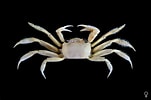 Image result for Ocypode Crab. Size: 151 x 100. Source: www.crabdatabase.info