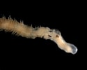 Image result for "glycera Capitata". Size: 125 x 100. Source: www.marinespecies.org