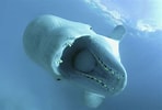 Image result for Whale animal. Size: 148 x 100. Source: www.wwf.ca