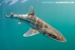 Image result for "mustelus Californicus". Size: 151 x 100. Source: www.elasmodiver.com