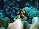 Afbeeldingsresultaten voor Nudibranchia Wikipedia. Grootte: 134 x 100. Bron: medium.com