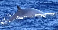 Image result for Balaenoptera. Size: 190 x 100. Source: www.pinterest.com