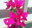 Image result for "bougainvillea Pyramidata". Size: 112 x 100. Source: www.pinterest.com