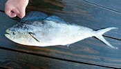 Image result for Coryphaena equiselis Feiten. Size: 175 x 100. Source: ncfishes.com