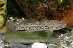 Image result for Ceratoscopelus maderensis Geslacht. Size: 150 x 100. Source: adriaticnature.ru