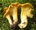 Image result for Cantharellus. Size: 120 x 100. Source: identifier-les-champignons.com