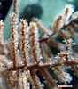 Image result for "Muricea Pinnata". Size: 88 x 100. Source: www.communitycorals.nl