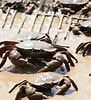 Image result for Mud Crab Farming in Philippines. Size: 91 x 100. Source: www.asiafarming.com