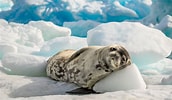 Image result for Arctapodema Antarctica Geslacht. Size: 172 x 100. Source: www.livescience.com