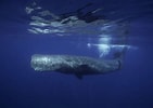 Image result for Biggest Ocean Animal. Size: 141 x 100. Source: www.treehugger.com