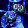 Image result for Palythoa Coral. Size: 99 x 100. Source: www.baysidecorals.com