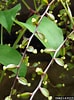 Image result for "xiphacantha Alata". Size: 74 x 100. Source: www.invasive.org